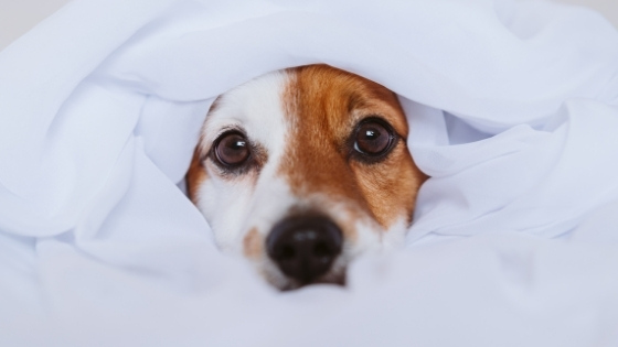 Those of us who live with dogs may not realize they can work up quite the smell. Here are some tips for keeping your home smelling fresh and clean.