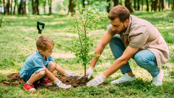 If your landscaping is looking bare, adding a tree might be the perfect answer to filling out your yard.