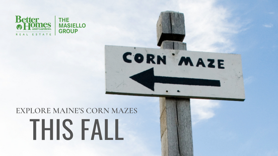Maine Corn Maze