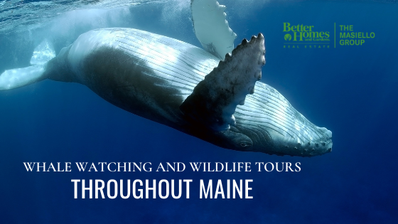 Acadia National Park